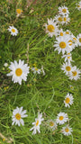 Gänseblümchen - Leucanthemum vulgare 'Maikönigin'