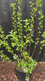 Mehrstämmiger Zierapfel (Rot) - Malus 'Red Sentinel'