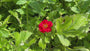 Aventhus - Geum chiloense 'Mrs Bradshaw'