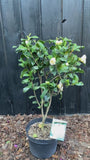 Kamelie (Hellgelb) - Camellia japonica 'Brushfield's Yellow'