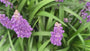 Liliengras - Liriope Muscari 'Royal Purple'