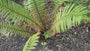 Nepalfarn - Dryopteris wallichiana