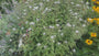 Großblättrige Aster - Aster Macrophyllus 'Twilight' in voller Blüte