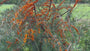 Sanddorn - Hippophae rhamnoides