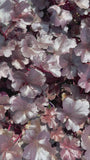 Purplebell - Heuchera 'Obsidian'