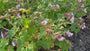 Storchschnabel (niedrige Art) weiß/rosa - Geranium cantabrigiense biokovo