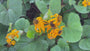 Greiskraut - Ligularia dentata 'Othello'