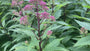 Lila Leberblümchen - Eupatorium purpureum