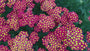 Schafgarbe - Achillea millefolium 'Milly Rock Red'