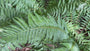 Schuppiger Wurmfarn - Dryopteris affinis 'Pinderi'