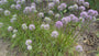 Zierzwiebel - Allium 'Millenium'