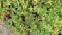 Bio-Storchschnabel - Geranium Macrorrhizum