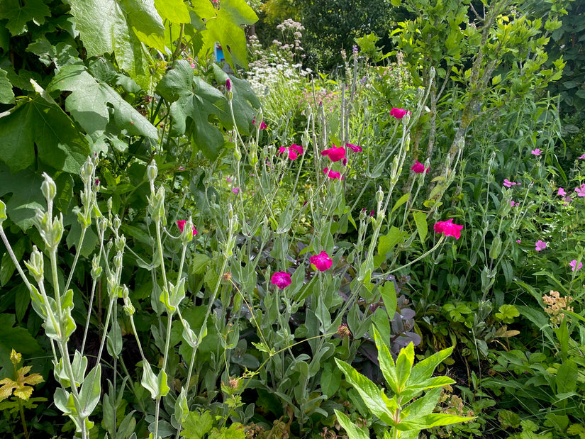 Stachelige Nase – Lychnis coronaria