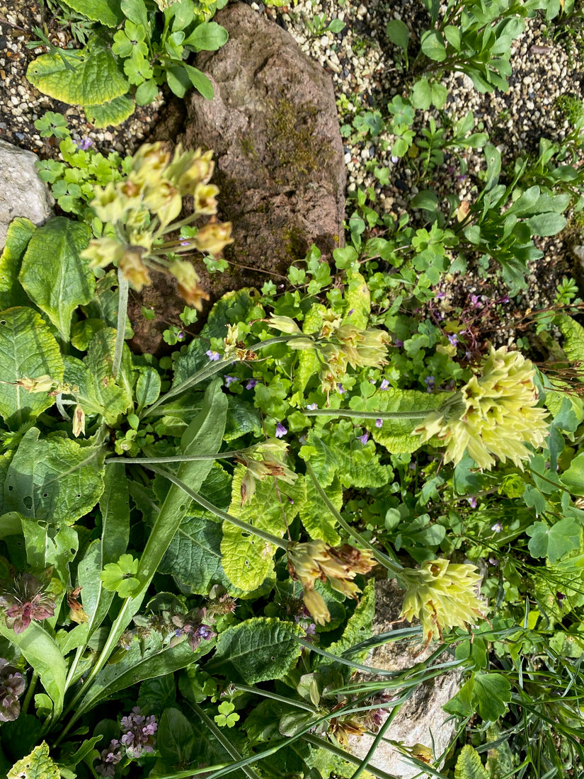 Bio-Goldprimel - Primula veris