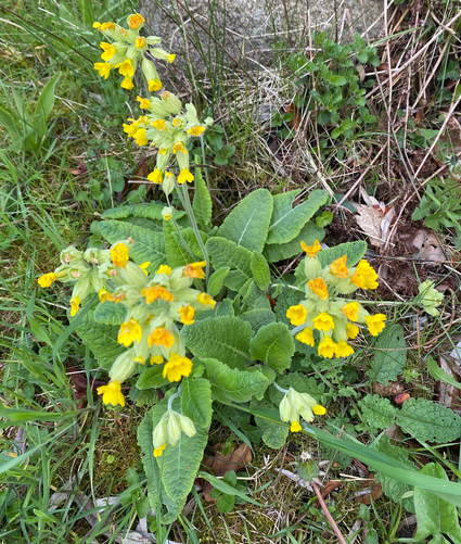 Bio-Goldprimel - Primula veris