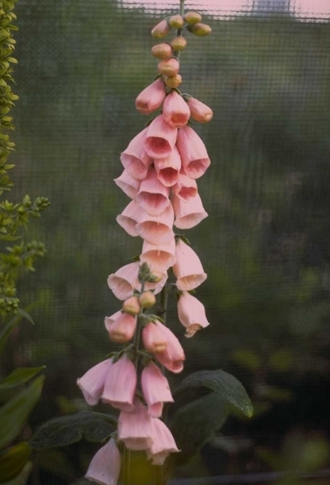 Bio-Fingerhut - Digitalis purpurea 'Sutton's Apricot'