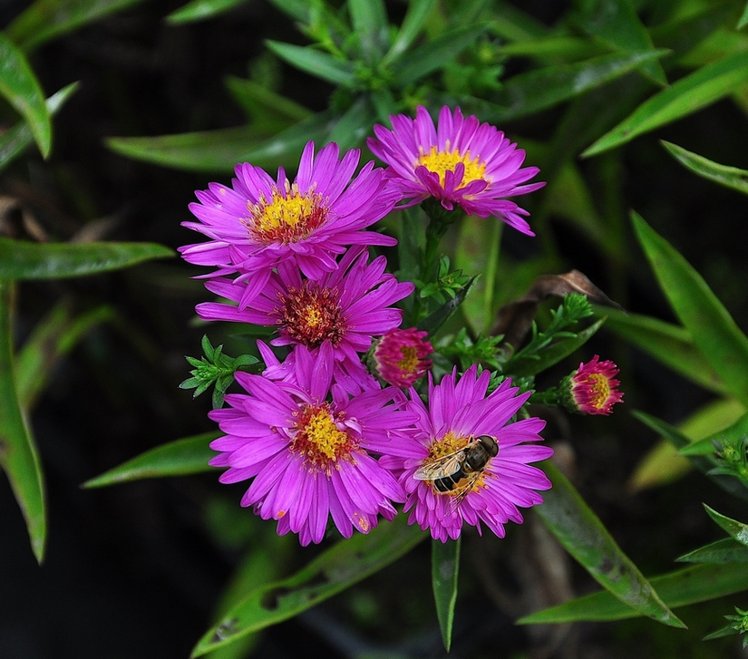 Bio-Herbststern - Aster (D) 'Anneke'