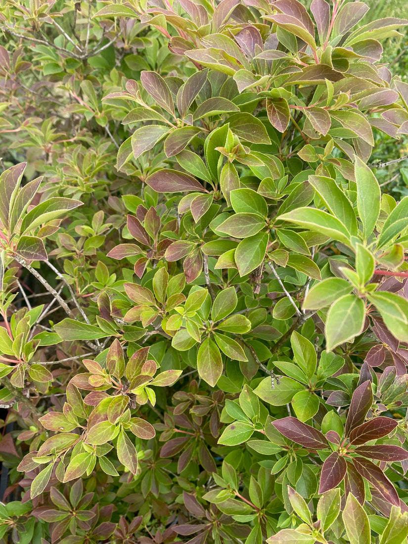 Campanula - Enkianthus campanulatus