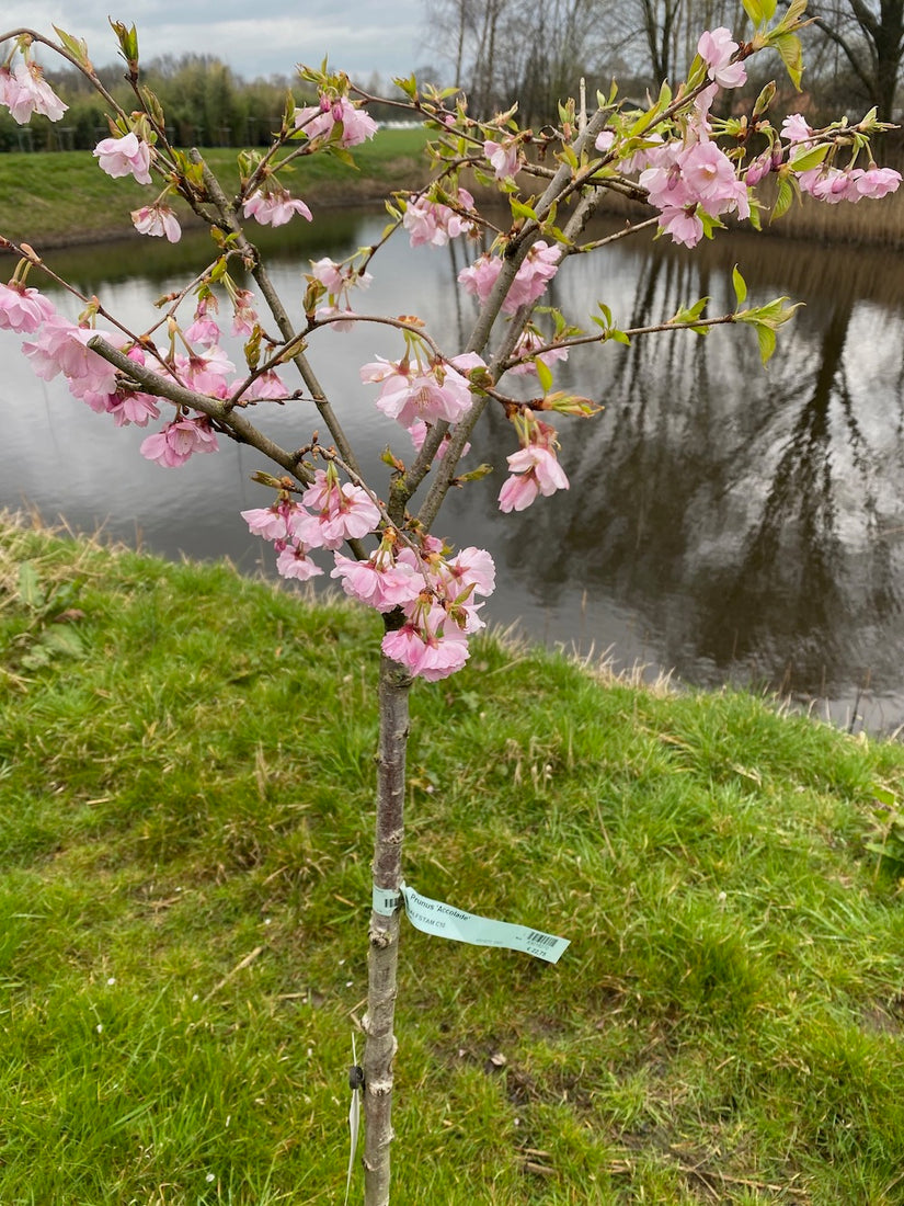 Japanische Blütenkirsche - Prunus 'Accolade' 120 cm - Halbstamm