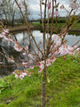 Zierkirsche - Prunus subhirtella 'Autumnalis Rosea'