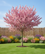 Japanische Zierkirsche (Rosa) - Prunus serrulata 'Kanzan' Hochstammbaum