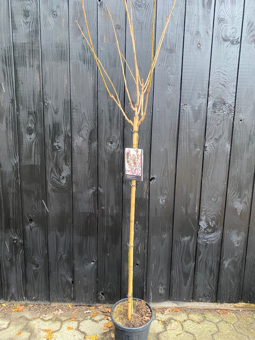 Prunus kanzan op stam 150 cm winterbeeld