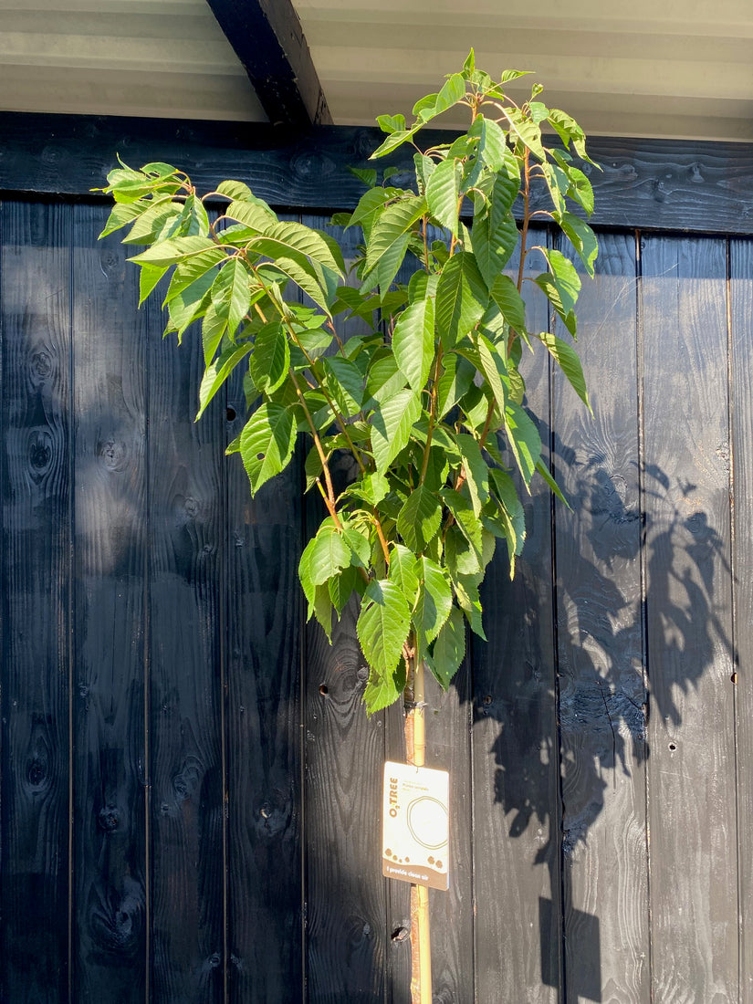 Sierkers Prunus kanzan op stam - blad in zomer - voorbeeld C15 pot halfstam