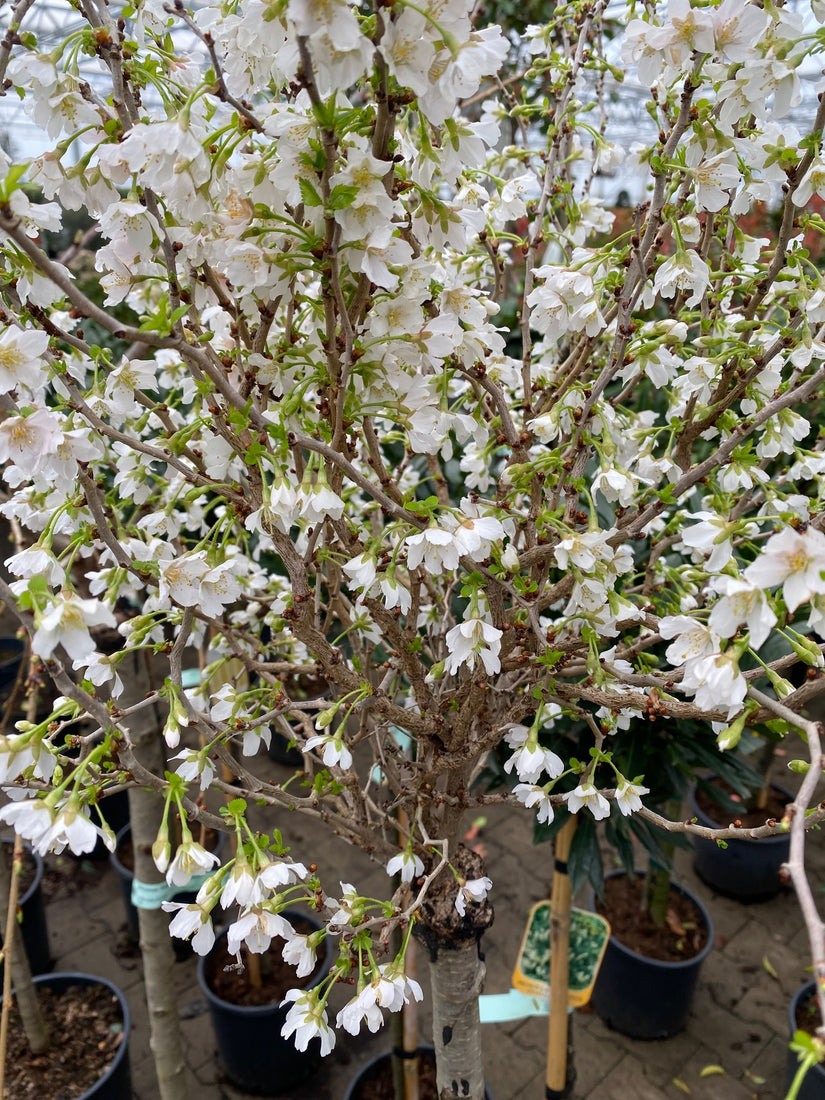 Fuji-Kirsche - Prunus incisa 'Kojou-no-mai'