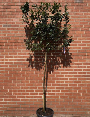 Spalierbaum, Stammhöhe ca. 170 cm - Metallgestell