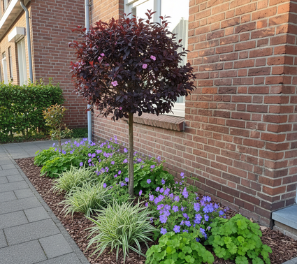 Roter Kirschpflaumenbaum am Stamm - Prunus Cerasifera 'Nigra' Halbstamm