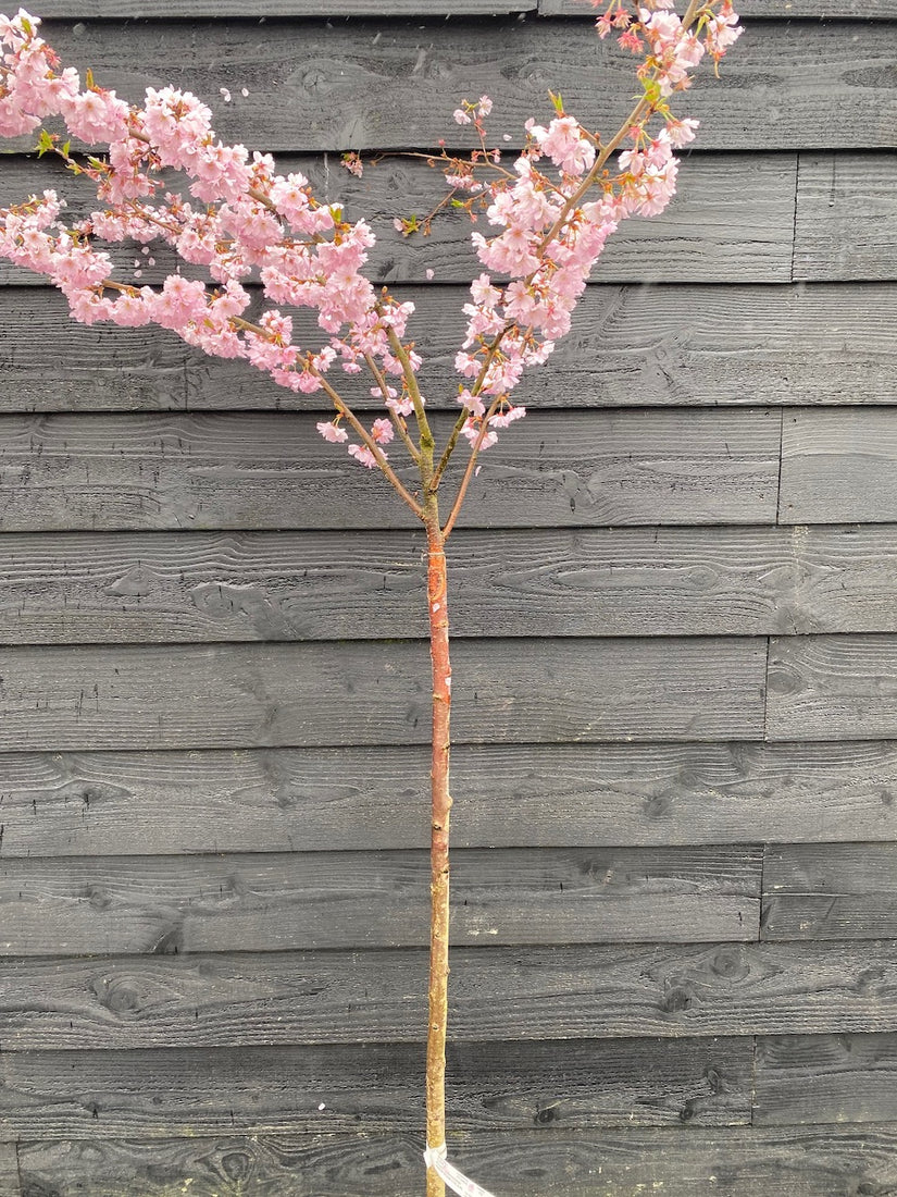 Japanische Blütenkirsche - Prunus 'Accolade' 120 cm - Halbstamm