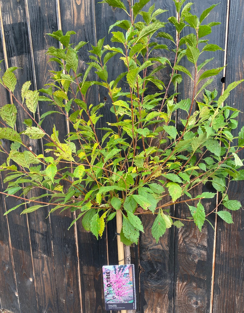 Mandelbaum am Stamm - Prunus Triloba