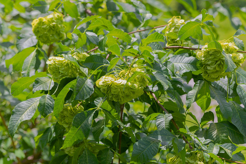 Lederbaum - Ptelea trifoliata