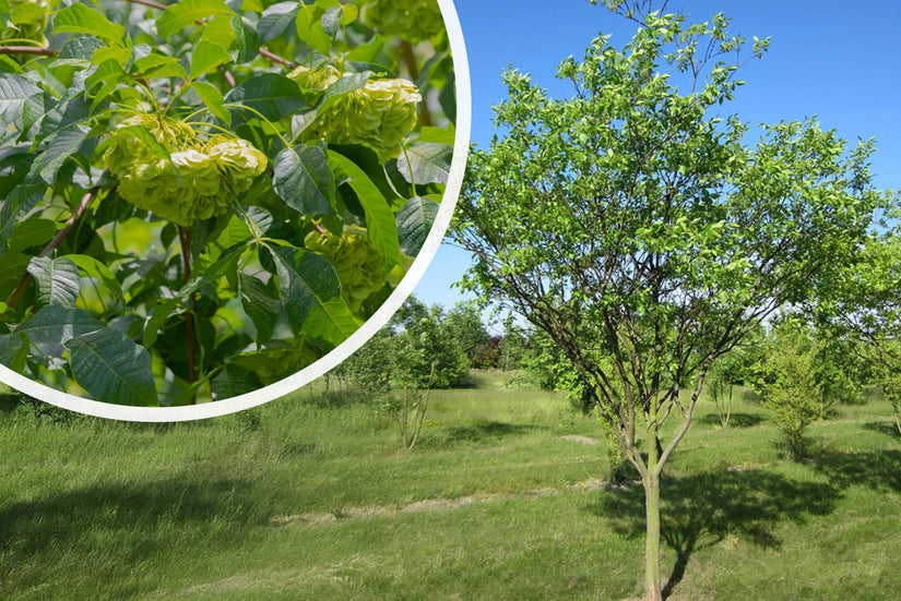 Lederbaum - Ptelea trifoliata