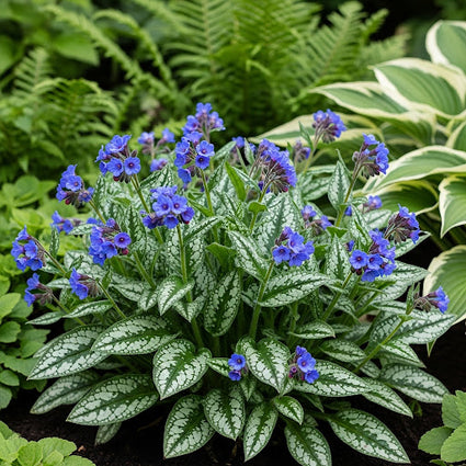 Lungenkraut - Pulmonaria longifolia 'EB Anderson'