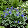 Lungenkraut - Pulmonaria longifolia 'EB Anderson'