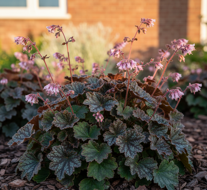 purperklokje heuchera rachel
