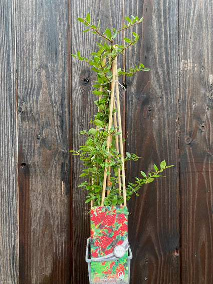 rode vuurdoorn 70 cm  pyracantha red column klimplant