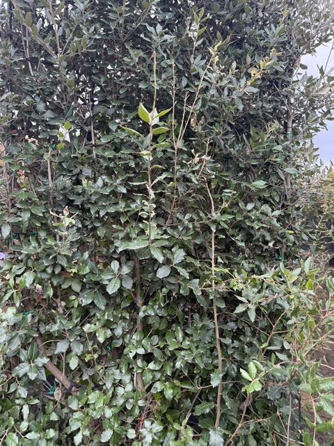 Fertig geschnittene Steineichenhecke (Quercus ilex) – 200 cm hoch x 120 cm breit – Sonderangebot!