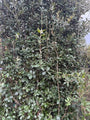 Fertig geschnittene Steineichenhecke (Quercus ilex) – 200 cm hoch x 120 cm breit – Sonderangebot!
