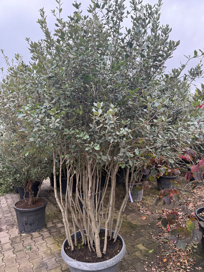 Mehrstämmige Steineiche - Quercus ilex