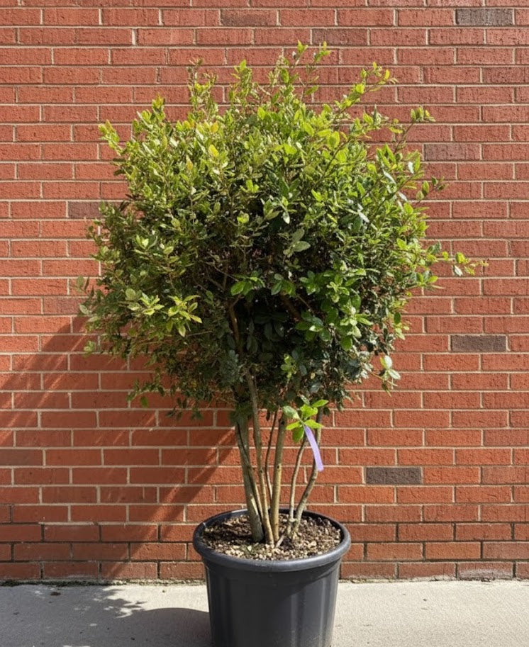 Mehrstämmige Steineiche - Quercus ilex