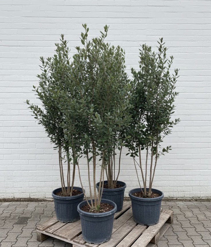 Mehrstämmige Steineiche - Quercus ilex