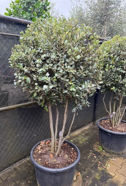 Mehrstämmige Steineiche - Quercus ilex
