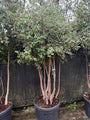 quercus suber meerstammig 200-250 cm 