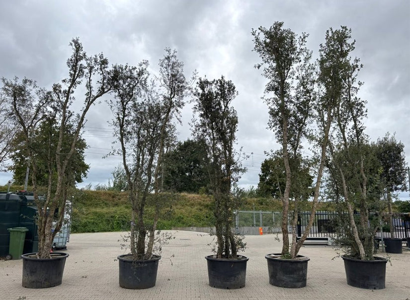 Mehrstämmige Korkeiche (Quercus suber)