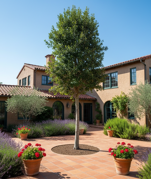 Hoogstam, stamomtrek 14-16 cm