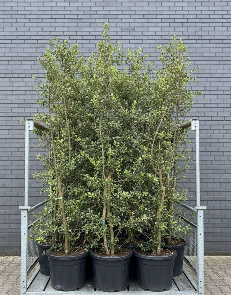 Korkeiche - Quercus Suber - Mehrstämmig oder Hochstamm