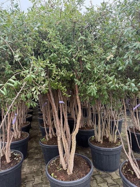 Kurkeik quercus suber meerstammig c65 pot 175-200 cm