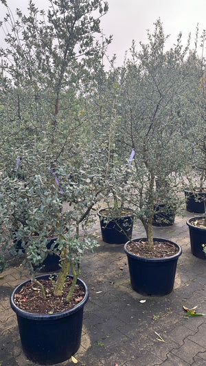 Solitär, mehrstämmig, Sonderangebot!